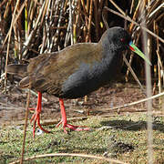 Plumbeous Rail