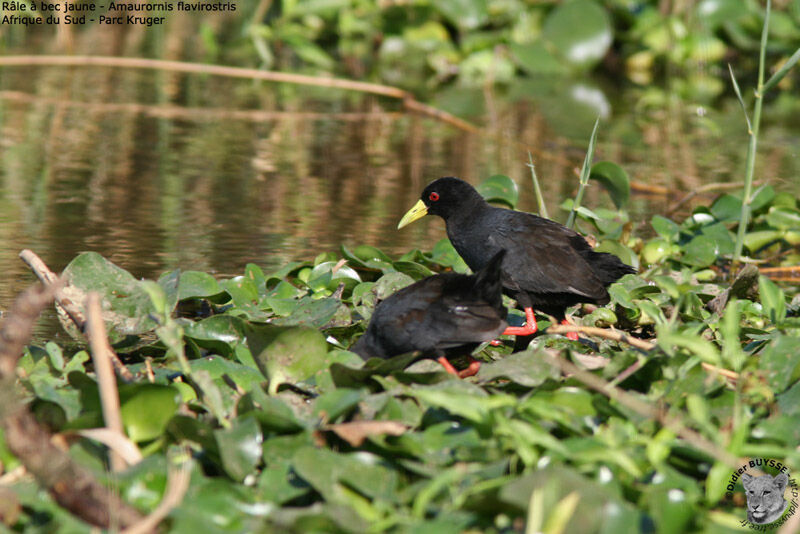 Black Crake, identification, Behaviour