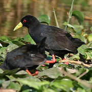 Black Crake