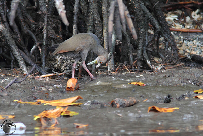 Rufous-necked Wood Rail, identification