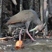 Rufous-necked Wood Rail