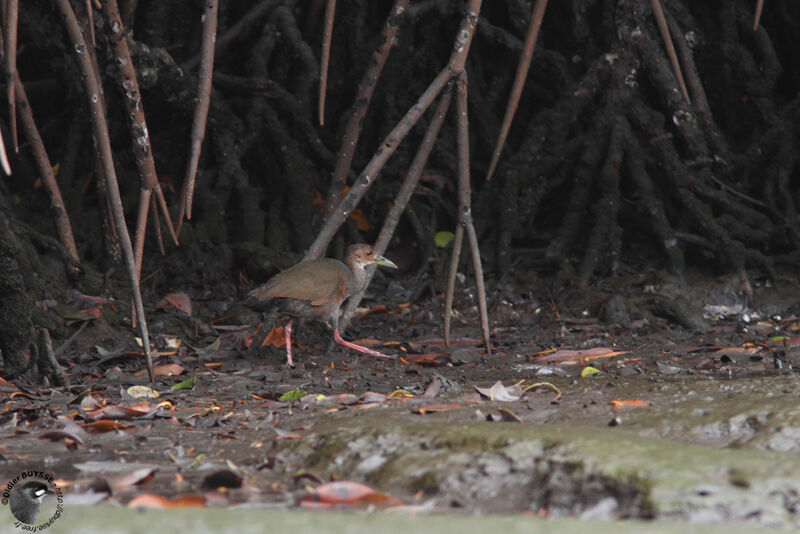 Rufous-necked Wood Rail, identification