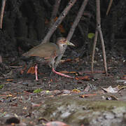 Rufous-necked Wood Rail