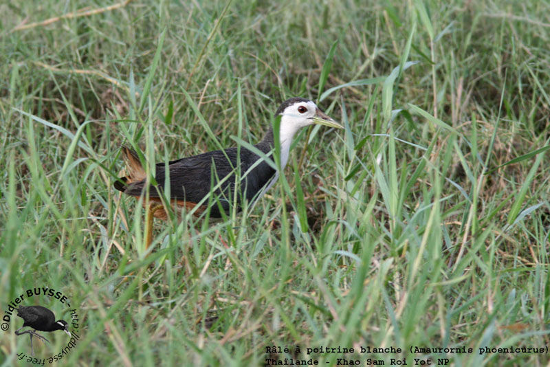 White-breasted Waterhenadult