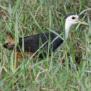 White-breasted Waterhen