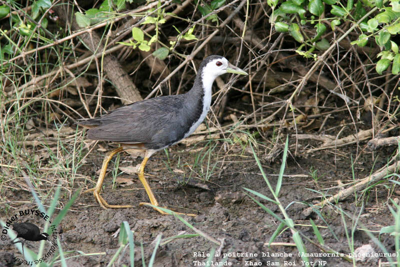 White-breasted Waterhenadult