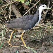 White-breasted Waterhen