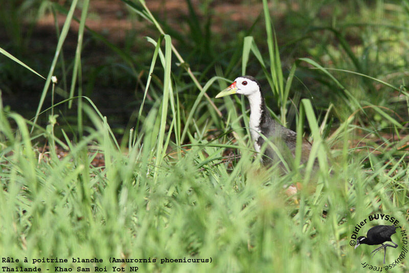 White-breasted Waterhenadult breeding