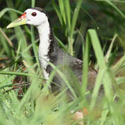 White-breasted Waterhen