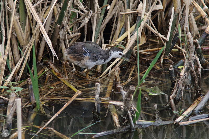 White-breasted Waterhenjuvenile, identification, walking