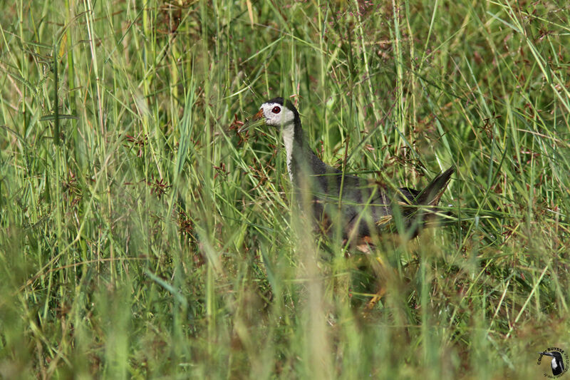 White-breasted Waterhenadult, identification, habitat, walking