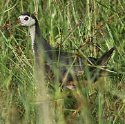 White-breasted Waterhen