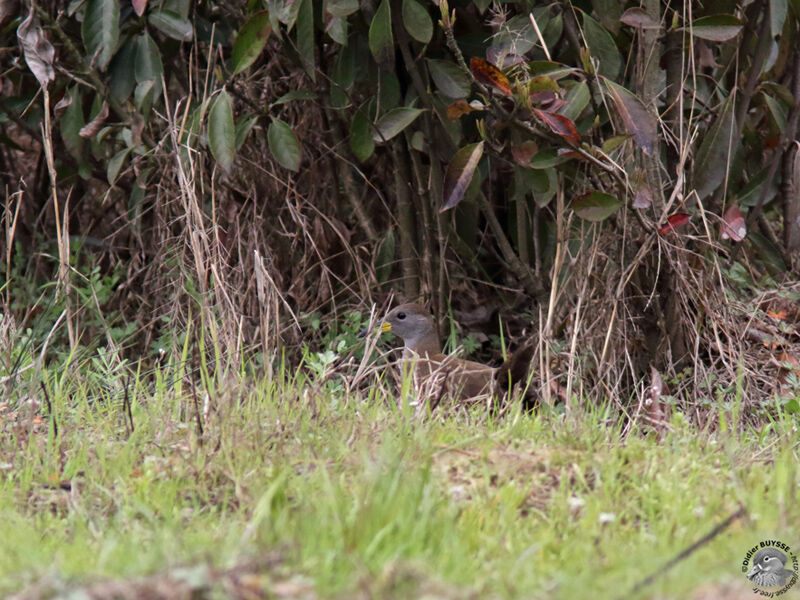 Brown Crakeadult, identification