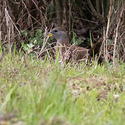 Brown Crake