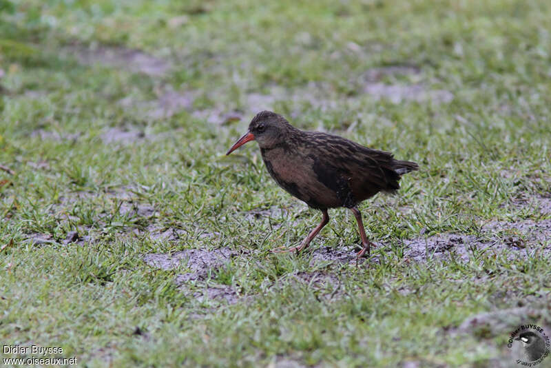 Ecuadorian Railadult, identification