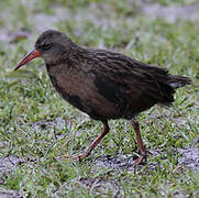 Ecuadorian Rail