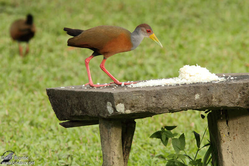 Grey-cowled Wood Railadult, identification