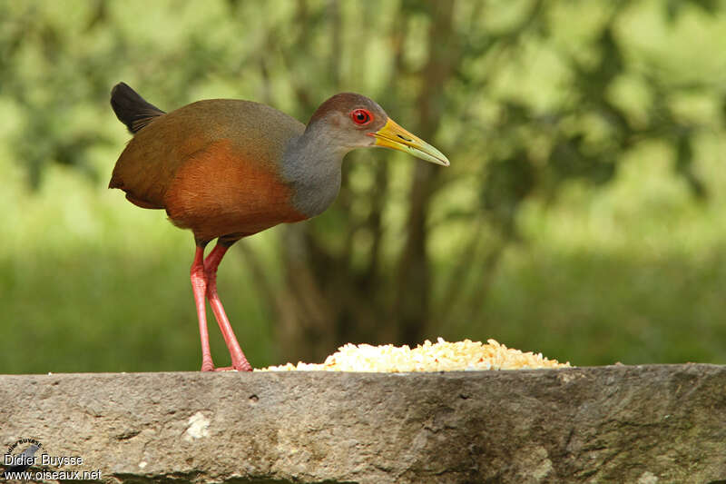 Grey-cowled Wood Railadult, identification