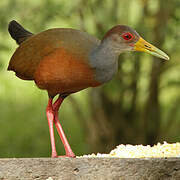 Grey-necked Wood Rail