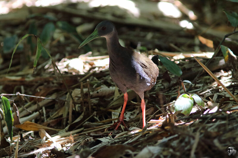 Râle noirâtreadulte, identification