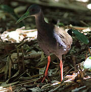 Blackish Rail