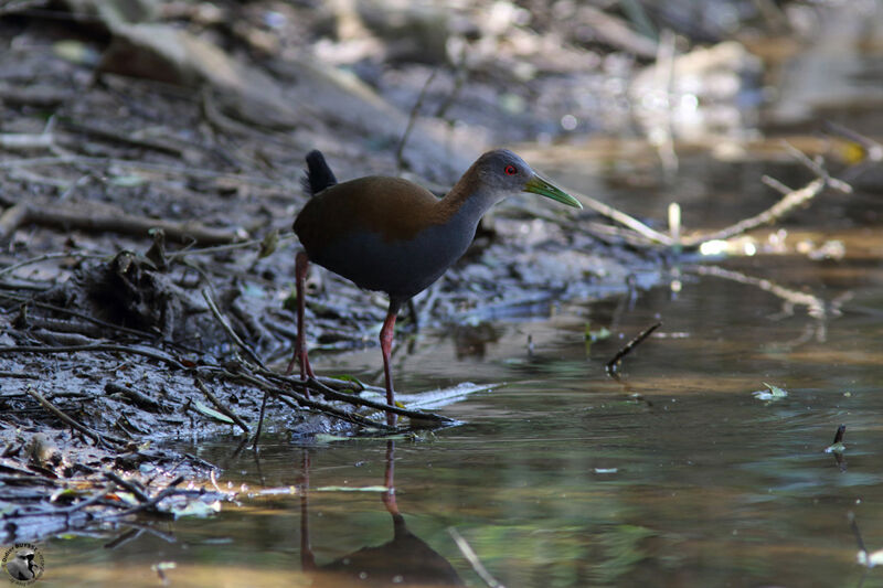 Slaty-breasted Wood Railadult, identification, walking