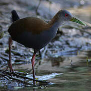 Slaty-breasted Wood Rail