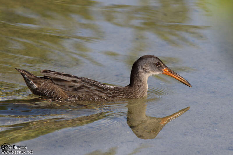 Clapper Railadult, identification