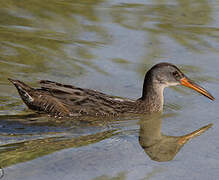 Clapper Rail