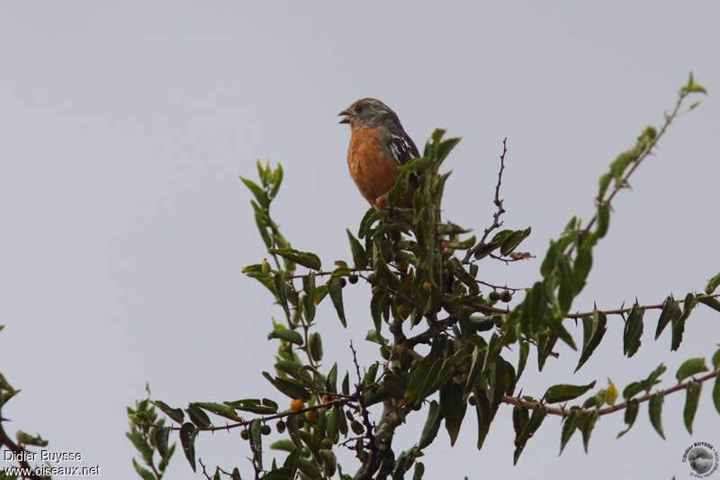 Rara du Paraguay mâle adulte, habitat, chant