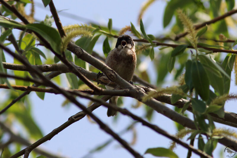 Rémiz penduline mâle adulte, identification, habitat, chant