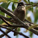 Rémiz penduline