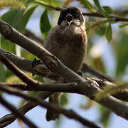 Eurasian Penduline Tit