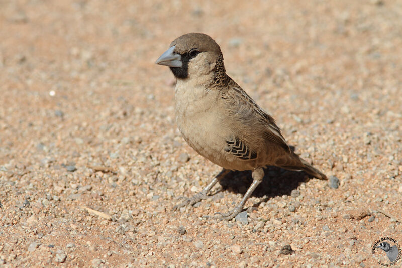 Sociable Weaveradult, identification