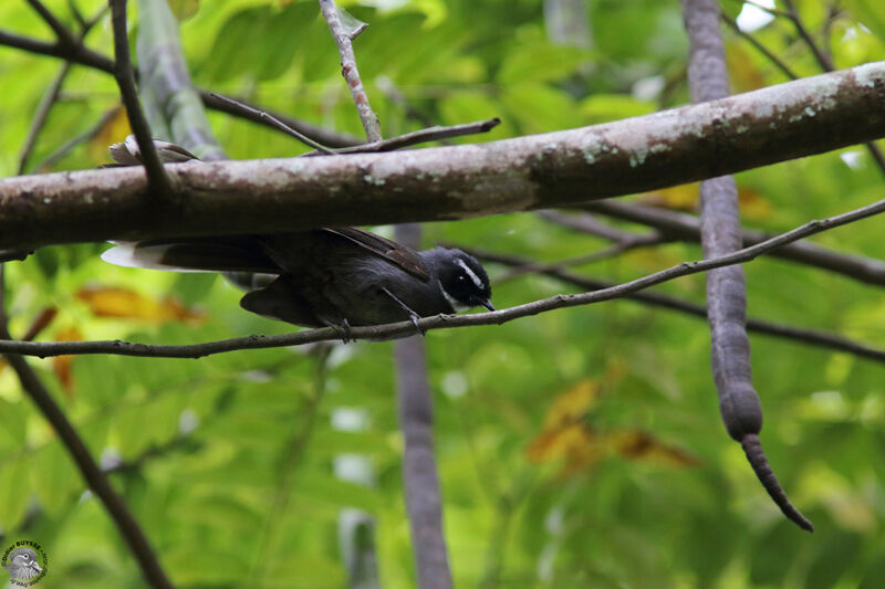 White-throated Fantailadult, identification