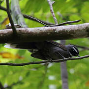 White-throated Fantail