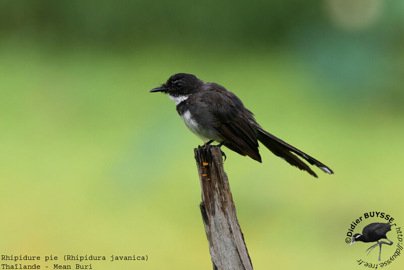 Malaysian Pied Fantailadult breeding