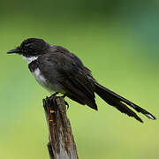 Malaysian Pied Fantail