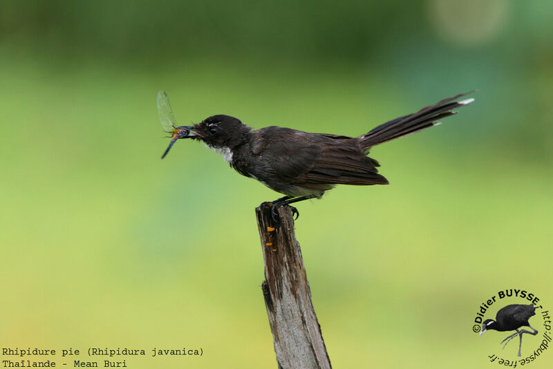 Malaysian Pied Fantailadult breeding