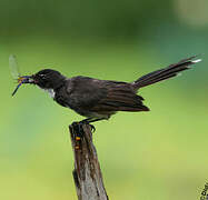 Malaysian Pied Fantail