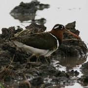 Greater Painted-snipe