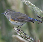 Red-flanked Bluetail