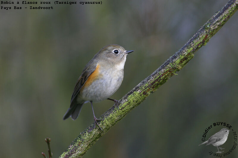 Robin à flancs roux mâle 1ère année