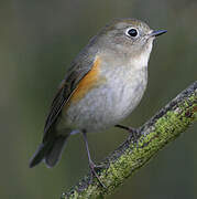 Robin à flancs roux