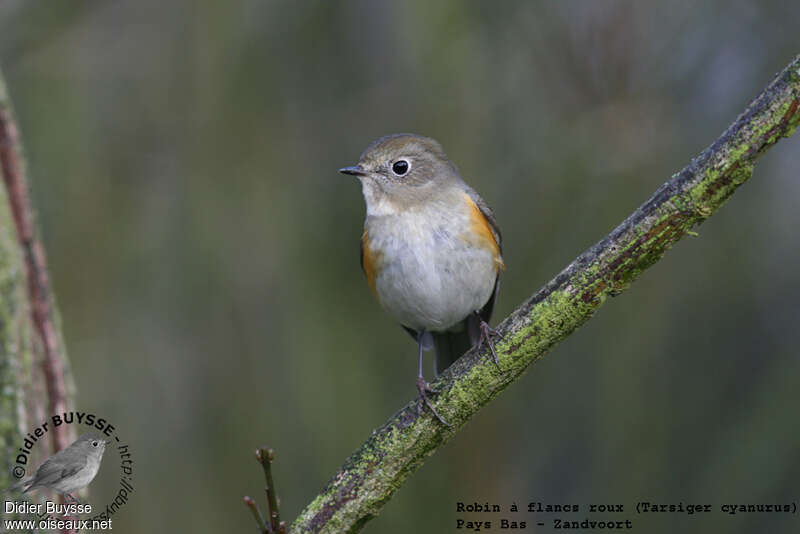 Robin à flancs roux mâle 1ère année, portrait