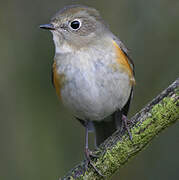 Red-flanked Bluetail