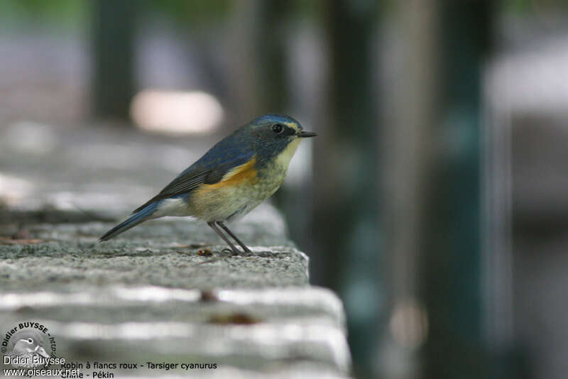 Robin à flancs roux mâle adulte internuptial, identification