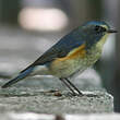 Robin à flancs roux