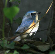 Robin à flancs roux