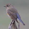 Robin à flancs roux